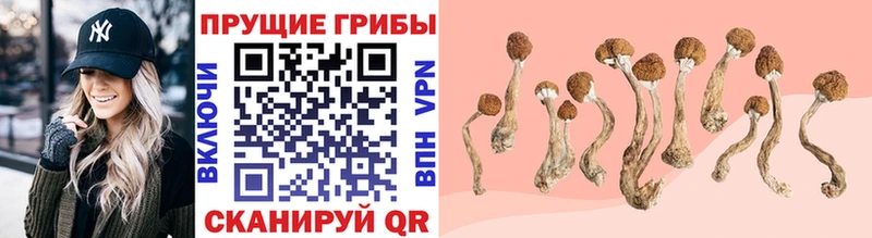 darknet наркотические препараты  Рыльск  Галлюциногенные грибы MAGIC MUSHROOMS  что такое наркотик 
